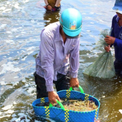 Người Mỹ, EU, Nhật giảm ăn tôm, hộ nuôi Cà Mau bắt đầu "treo ao" vì lỗ